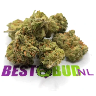 Bestbud