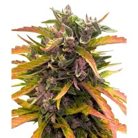 Hempodia Gorilla Glue Autofiorente - 3 Semi