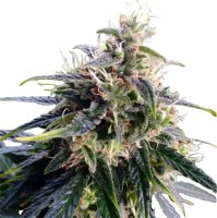 Hempodia Northern Lights - 3 semi