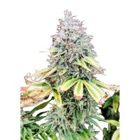 Pure Instinto Together Femminizzata Apple OG 25% THC 3 Together + 1 Gratis