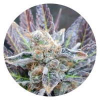 Pure Instinto Together Femminizzata Cherry Cookies 24% THC 5 Together + 2 Gratis