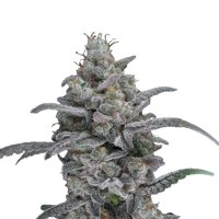 Pure Instinto Together femminizzata Chimera Crasher 24% THC 3 Together + 1 omaggio