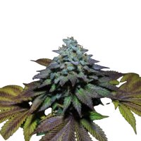 Pure Instinto Together femminizzata Gorilla Cookies 25% THC 5 Together + 2 Gratis