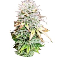 Pure Instinto Together femminizzata Grateful End OG 30% THC 3 Together + 1 omaggio