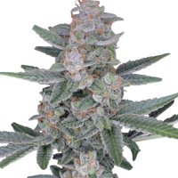 Pure Instinto Together femminizzata HB Dunkinz 25% THC 1 Together