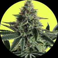 Pure Instinto Together femminizzata Lemon Storm 25% THC 1 Together