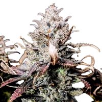 Pure Instinto Together Femminizzata Mimosa 27% THC 5 Together + 2 Gratis