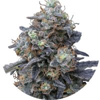 Pure Instinto Together femminizzata Minty Grape Kush 24% THC 3 Together + 1 omaggio