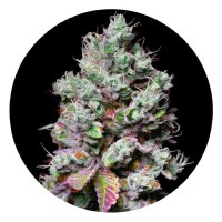 Pure Instinto Together femminizzata Mochi 28% THC 5 Together