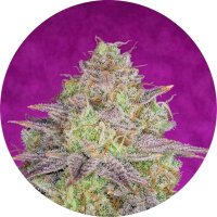 Pure Instinto Together Femminizzata Shiskaberry 21% THC 3 Together + 1 Gratis