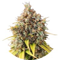 Pure Instinto Together Femminizzata Smoothie 23% THC 5 Together + 2 Gratis
