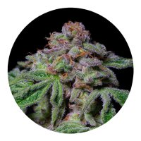 Pure Instinto Together femminizzata Sour Aloha 28% THC 5 Together