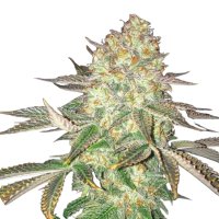 Pure Instinto Together femminizzata Spooky OG 25% THC 5 Together + 2 Gratis