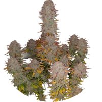 Pure Instinto Together femminizzata Sticky Gorilla #4 28% THC 3 Together + 1 omaggio