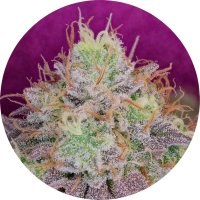 Pure Instinto Together femminizzata Watermelon Zkittles 28% THC 1 Together