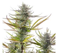 Royal Queen Seeds Samen Mimosa femminizzata (3 Samen)